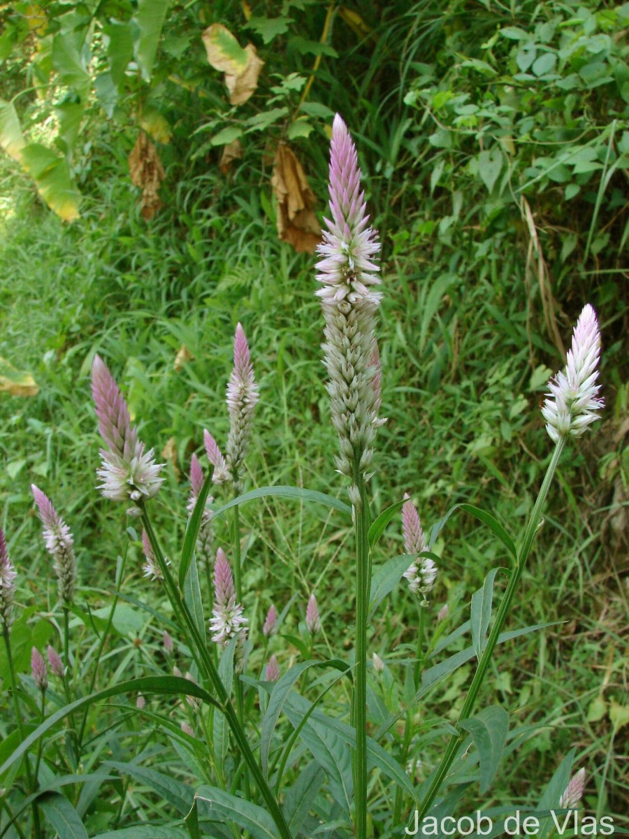 Celosia argentea L.